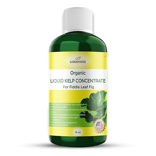 Fiddle Leaf Fig Plant Food – Liquid Seaweed Kelp Fertilizer for Plants – Made in USA (16 OZ)