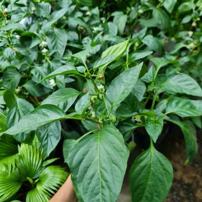 Pack 4 Pepper Plants Live, 80 Days Old Live Pepper Green for Growing, Chili Peppers for Planting, 5 to 9 Inc Tall (Carolina Reaper)