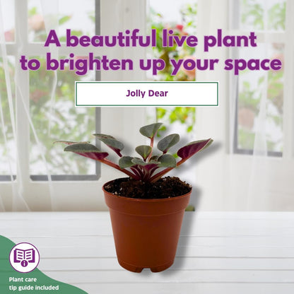 Mini African Violet Jolly Dear 2 inch Pink Flower