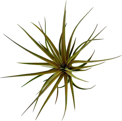 Air Plants - Flowering Tillandsia Stricta Large 5" - 2ct - Live Arrival Guaranteed - House Plants for Home Decor & Gift