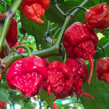 Pack 4 Pepper Plants Live, 80 Days Old Live Pepper Green for Growing, Chili Peppers for Planting, 5 to 9 Inc Tall (Carolina Reaper)