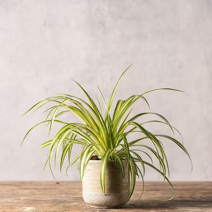 Healthy Spider Plant - Easy Care, Air-Purifying Houseplant (4 Spider sacs)