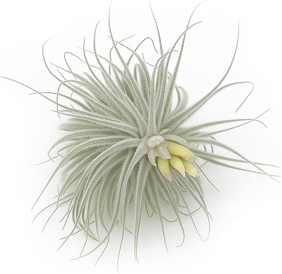 Live air Plant - Tillandsia Tectorum Air Plant 4-6" – 5ct – Unique Shape with Silvery Fuzz – Low Maintenance Houseplant – Perfect for Decor, Terrariums, Gifts - Live Arrival Guaranteed