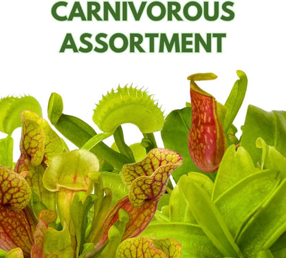 BubbleBlooms Carnivorous Assortment in 3 inch Pots Set of 3