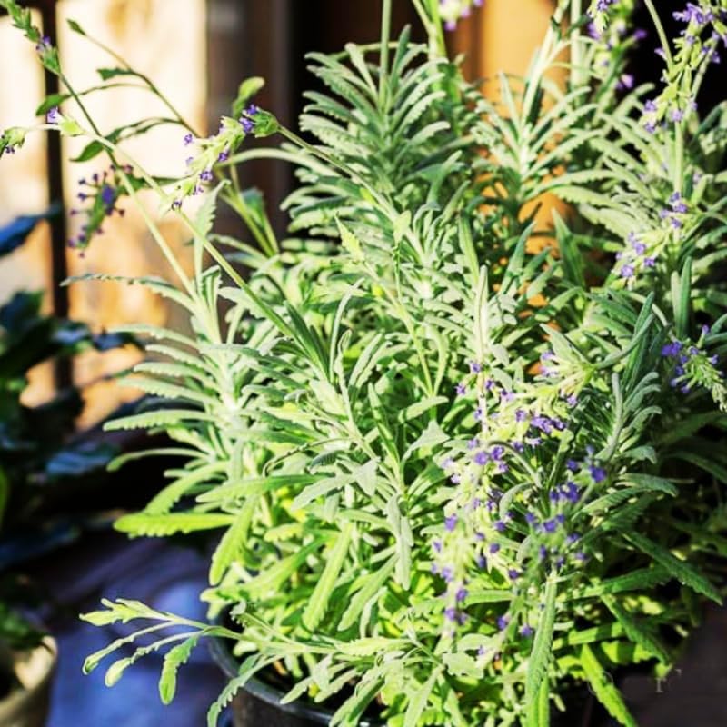 2 Purple Lavender Plants Live, Live Lavender Plant Indoor Outdoor, Live Lavender Plant, Lavender Plants Live, Edible Herb