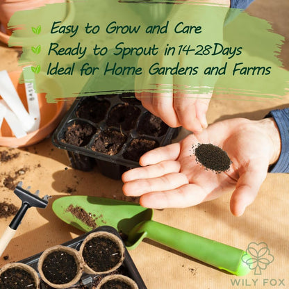 Premium Prunella Vulgaris Seeds - 700+ Non-GMO Self Heal Herb Seeds for Planting - Heirloom Medicinal Herb, Attracts Pollinators - Easy to Grow for Garden, Indoors or Outdoors (Prunella vulgaris)