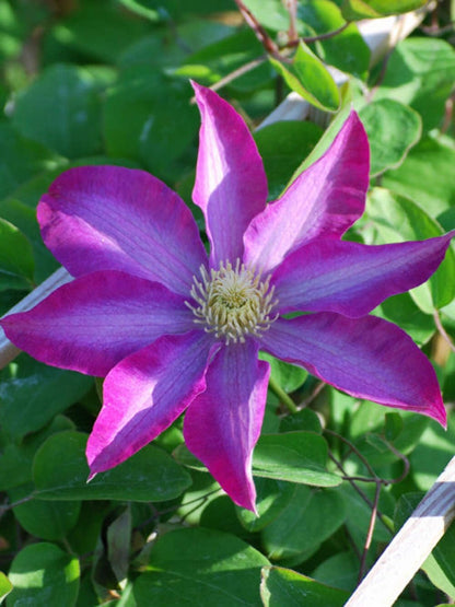 Perennial Farm Clematis 'Pink Champagne' Hybrid – Live Flowering Vine in 4 Quart Container, Large Rose-Pink Blooms with Contrasting Centers, Long Blooming, Ideal for Trellises, Arbors & Containers