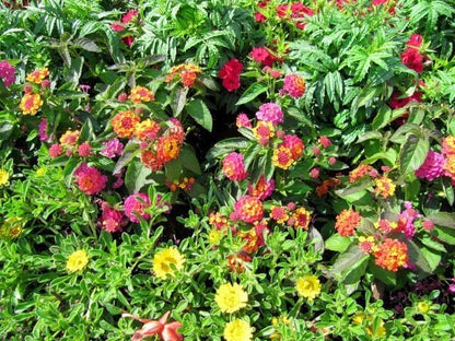 Lantana Confetti | 30 Live Plants | Lantana Camara | Colorful Garden Shrub | Drought Tolerant Perennial Plants