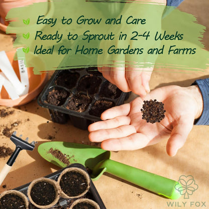 Premium Rare Hollyhock Seeds – 100+ Double Pink Hollyhock Flower Seeds – Non-GMO, Heirloom Perennial – Showy Blooms for Outdoor Planting (Double Pink Hollyhock)