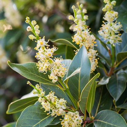 Sweet Bay Leaf Tree, Bay Laurel Laurus Nobilis Herbs, 5-8" Tall Well-Rooted for Culinary Gardens