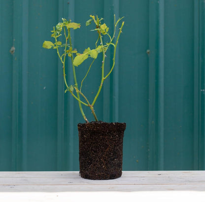Heirloom Roses Rose Plant - Black Lady™ Red Rose Bush, Hybrid Tea Live Plant for Planting Outdoors