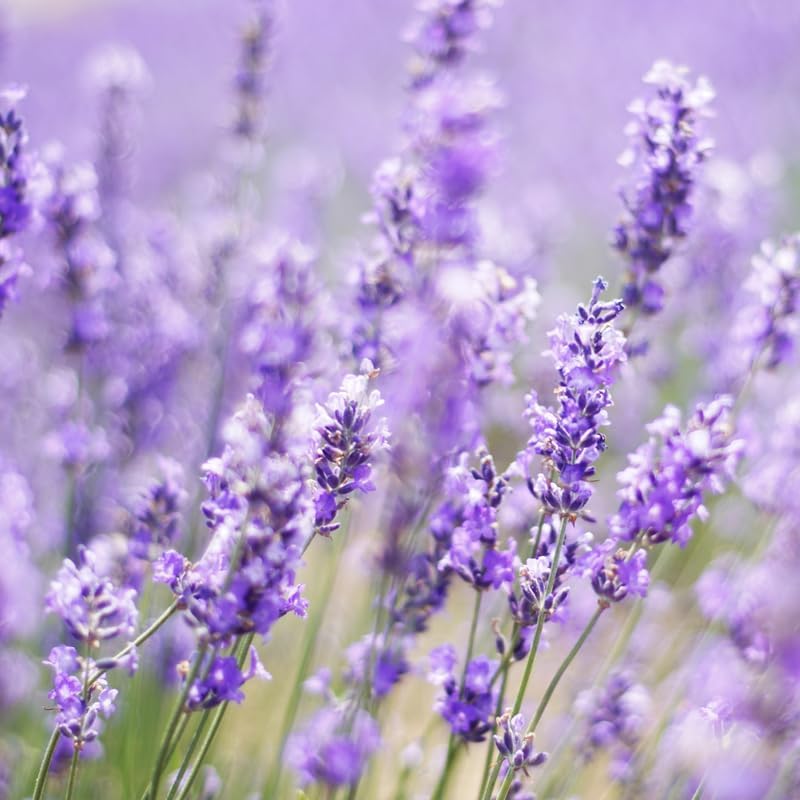 Set 2 Lavender Plants Live, Lavandula Perennial Flower Plants Indoor Outdoor, Well Rooted Plugs 3 to 5 Inch Tall to Grow (Purple Lavender)