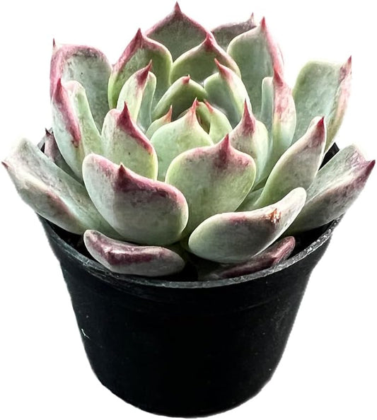 2" Rare Succulent Echeveria 'Night', Live Succulents Plants Fully Rooted in Grower Pots, for Wedding Favor, Party Favor