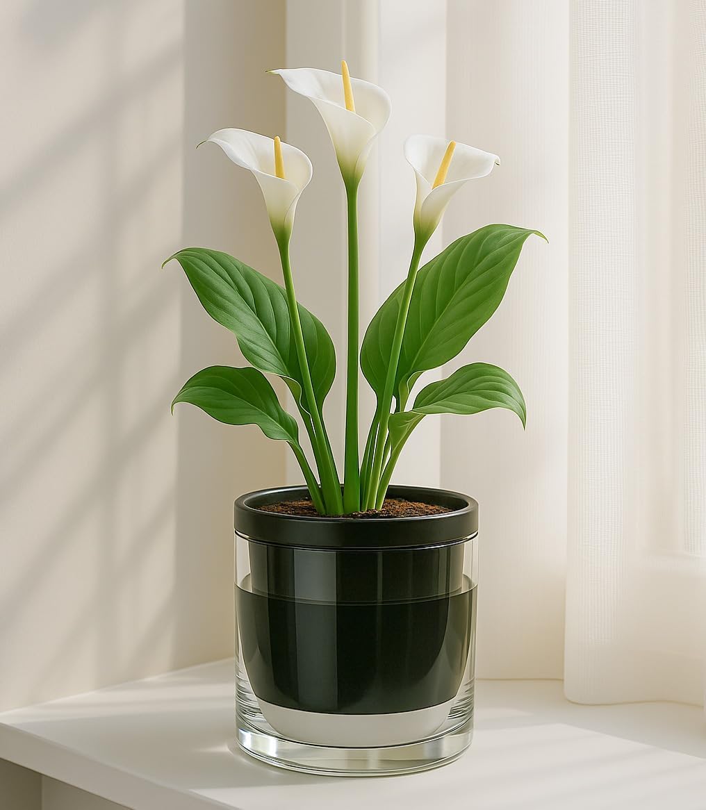 D'vine Dev 6 Inch Design Self Watering Planter for Indoor Plants, Black Terracotta Pot with Cylinder Glass Cup, 37-X-B-3