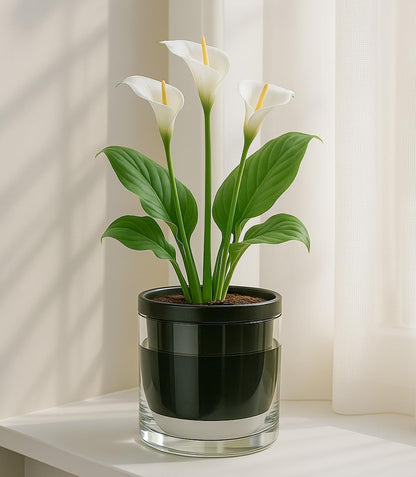 D'vine Dev 6 Inch Design Self Watering Planter for Indoor Plants, Black Terracotta Pot with Cylinder Glass Cup, 37-X-B-3