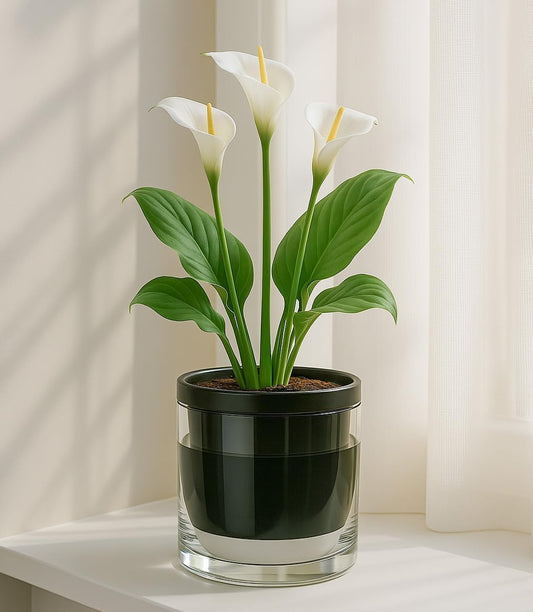 D'vine Dev 6 Inch Design Self Watering Planter for Indoor Plants, Black Terracotta Pot with Cylinder Glass Cup, 37-X-B-3