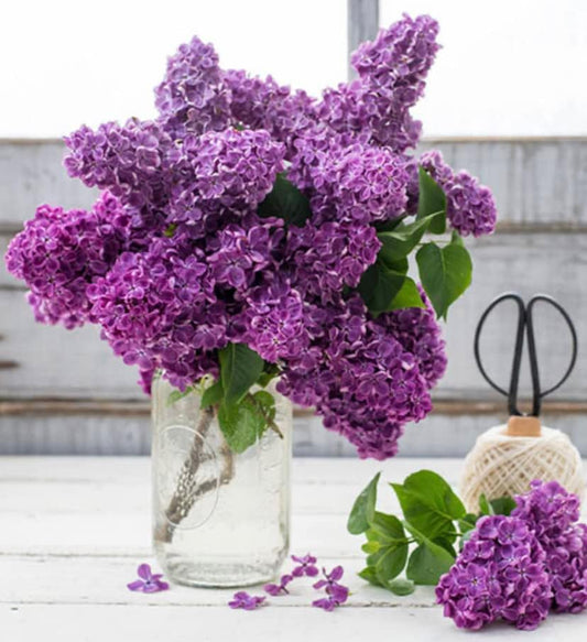 Two Pack of Common Old Fashioned Lilac Bushes - Fragrant Lavender Purple Flowers - 2 Live Plants 1 to 2 Feet Tall - Attract Hummingbirds and Butterflies