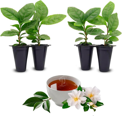 Camelia Tea Plant (4 Pack) | Real Live Plant for Sale | Perfect for Tea Lovers | Hardy and Easy to Grow for Planting | Grow Organic Tea Leaves at Home | Great for Indoor or Outdoor Gardens