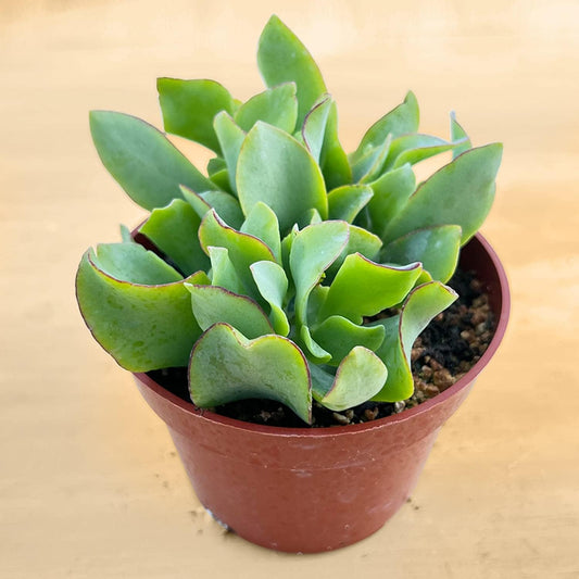 Live Succulents Ripple Jade (4-inch), Succulent Plants Fully Rooted in Pots with Soil, Easy-Care House Plant for DIY, Home Office Decor, Wedding Party Favor