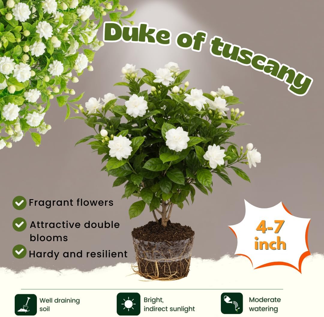 Grand Duke of Tuscany Jasmine Plants Live, Arabian Jasmine Plant Indoor, Fragrant Jasmines Flowers 4 to 7 Inch