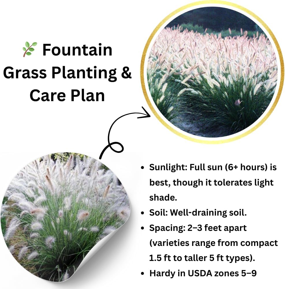 Pack 3 Fountain Grass Plants Live, 5-9 Inch Tall, Ornamental Grasses Live Plants Perennial, Well-Rooted Perennial Grass Clumps (White Fountain Grass)