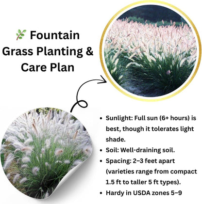 Pack 3 Fountain Grass Plants Live, 5-9 Inch Tall, Ornamental Grasses Live Plants Perennial, Well-Rooted Perennial Grass Clumps (White Fountain Grass)