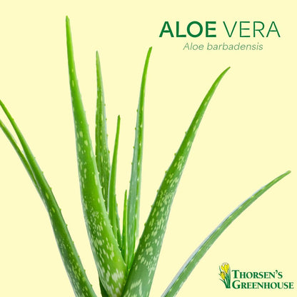 Thorsen's Greenhouse Aloe Vera, Live Indoor Plant, Aloe barbadensis, Easy to Grow, Succulent, Natural Air Purifier, 4" Diameter Pot (Terra Cotta)