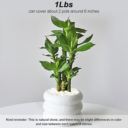 Landscaping Pebbles River Rocks Decorative Ornamental Pebbles Garden Landscaping Stones Gravel Filler for Home Decoration Flower Bed Fish Tank Plants Vases Succulents (1, White, 1 Pound)