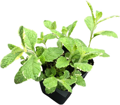 Smoke Camp Crafts Organic Pineapple Mint (Mentha suaveolens) Live Plant in 2.5-inch Pot - Variegated Pineapple-Scented Mint