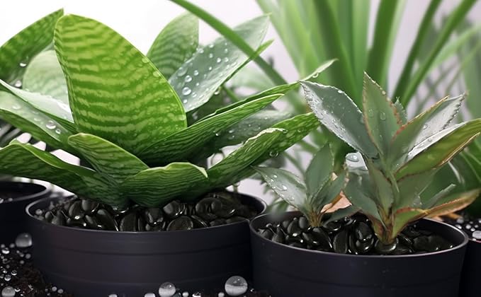 StoneCreek River Rocks, Decorative Garden Stones for Plant Landscaping, Polished Gravel Filler Pebbles for Home Decoration, Vases, Succulents, Flower Beds (6 LBS, Black, Medium)