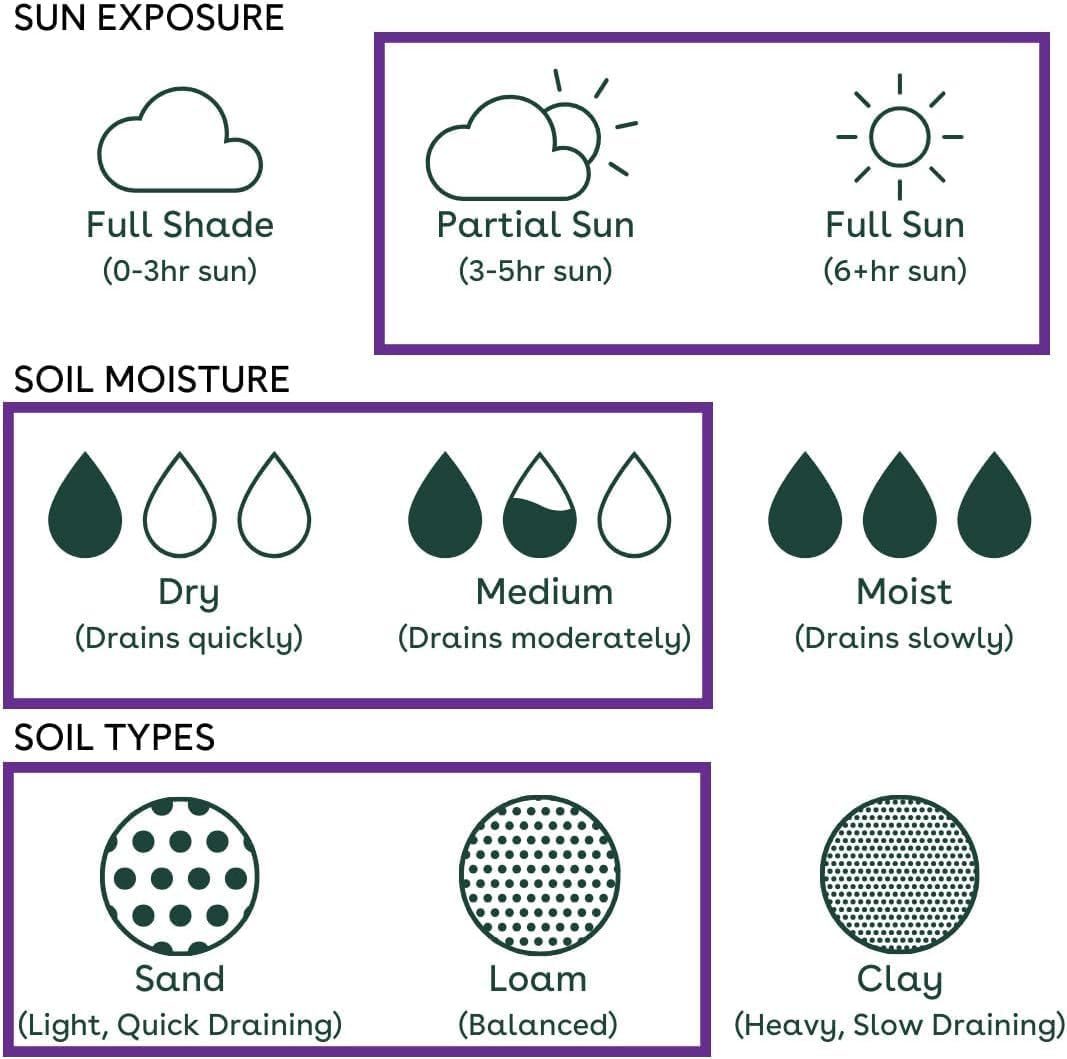 3 Live Butterfly Milkweed Plants (Asclepias tuberosa) Perennial Wildflowers from My Home Park – Individually Potted in 4” Pots – 4–8” Tall on Arrival – Not Seeds – Blooms in Mid-Summer – Zones 4-8