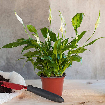 JERIA 100-Pack 6 Inch Plastic Nursery Pots Come with 100 Pcs Labels, Seedling Flower Plant Container and Seed Starting Pots