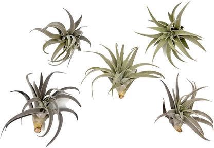 Air Plants - Flowering Tillandsia Harrisii, Large 3-5" - 5ct - Live Arrival Guaranteed - House Plants for Home Decor & Gift