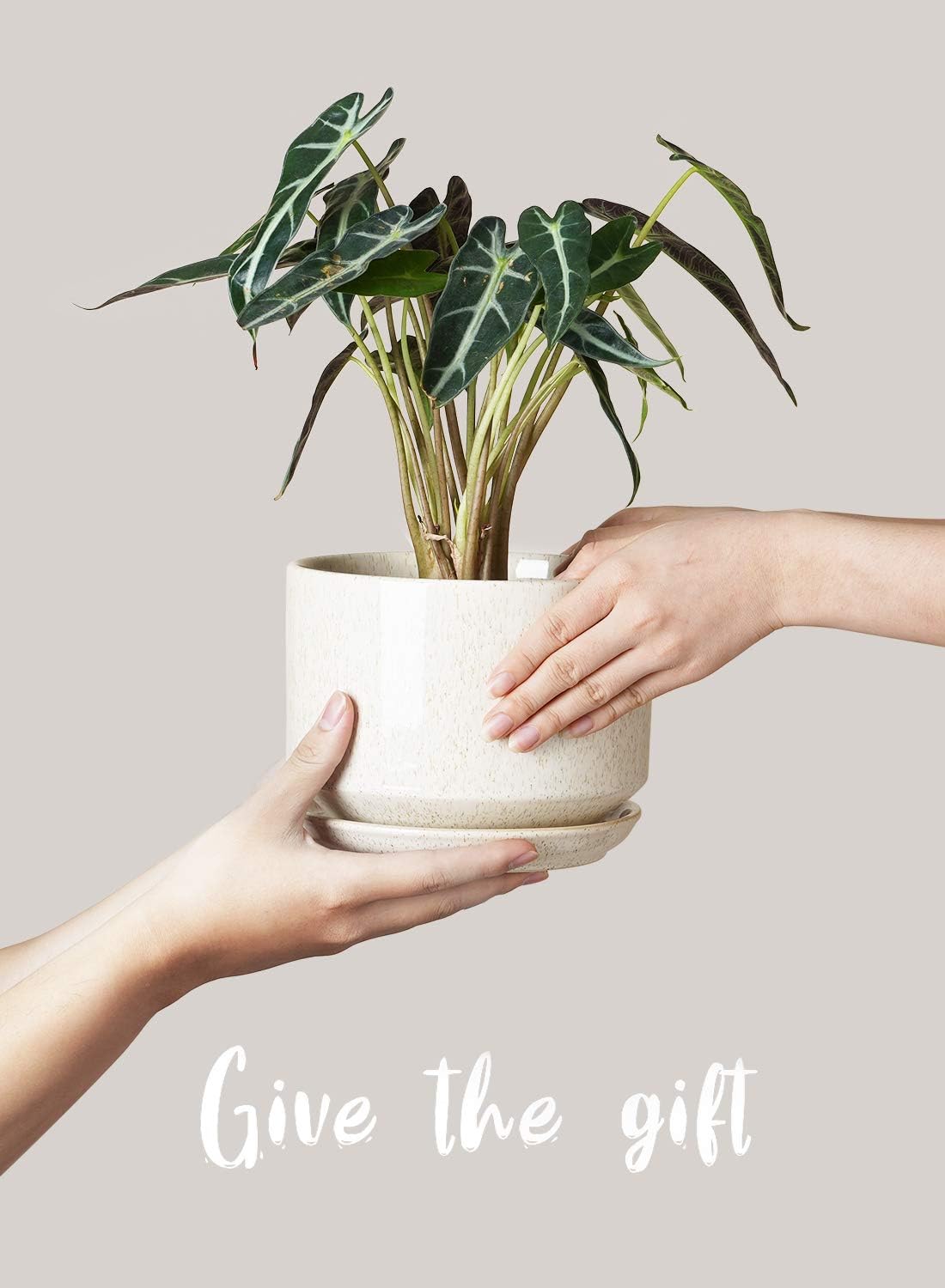 LE TAUCI Ceramic Plant Pots, 4.3+5.3+6.8 inch, Set of 3, Planters with Drainage Hole and Saucer, Indoor Flower Pot with Hole Mesh Pad, Gifts for Mom, Reactive Glaze Beige