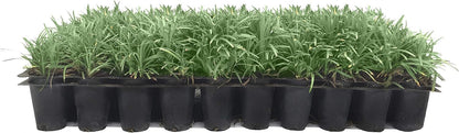 Dwarf Mondo Grass | 10 Live Plants | Japonicus Nanus | Shade Loving Evergreen Lilyturf Groundcover