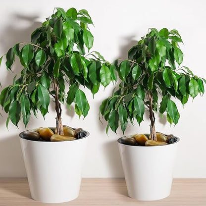 10lbs Pebbles for Indoor Plants, 2-3 Inch Mixed Color High Polished Large River Rocks Outdoor Decorative Stones Vase Filler Fish Tank Aquariums Landscaping Garden Outdoor and Indoor DIY