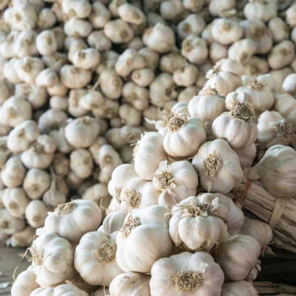 1 Pound Garlic for Planting in Fall Hardneck, 8 White Garlic Bulbs for Planting, Fresh and High Yield Bulb Variety Pack, Hardy and Fast Growing