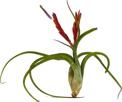 Air Plants - Flowering Tillandsia Caput Medusae, Large 5-7" - 5ct - Live Arrival Guaranteed - House Plants for Home Decor & Gift