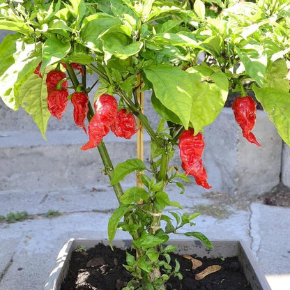 Pack 2 Red Ghost Pepper Plants, Live Red Ghost Pepper Plants, Live Ghost Peppers, Ghost Pepper Plants for Growing, 80 Days Old Plants