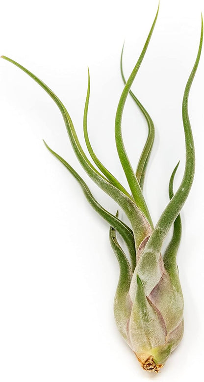 10 Pack of Large Tillandsia Air Plants - Xerographica, Juncea, Bulbosa, Caput Medusae & Harrisii- Live Succulent House Plants Availabe in Wholesale and Bulk - Easy Care Indoor and Outdoor Plant