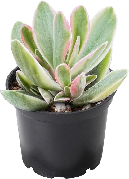 2" Rare Succulent Variegated Money Maker Plant, Live Succulents Plants Fully Rooted in Grower Pots, Unique Gift for Wedding Favor, Party Favor