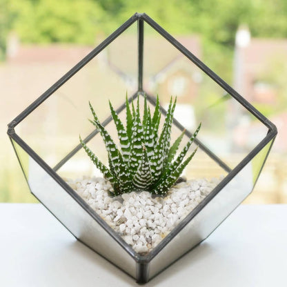 HappyFiller Succulent Cactus Soil Cover Gravels,Indoor Plants Decorative Small Rock,2-5mm Natural White Stones for Aquarium Fish Tank,Grow Media Cultivation Hydroponic Pebbles,1.1 LB