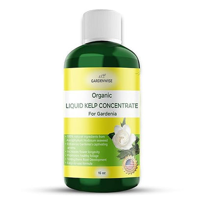 Organic Premium Kelp Seaweed Concentrate for Gardenia - Liquid Fertilizer - Liquid Plant Food - Nutrient-Rich Soil Enhancer - Natural Plant Food for Gardenia Plant (16 OZ), OLKC-14