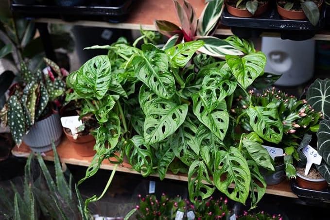 Gardenera Premium Swiss Cheese Plant Potting Mix - 10 QT - Monstera Deliciosa Blend for Optimal Nutrients and Drainage for Healthy Growth - (2 Bags of 5 Quart)