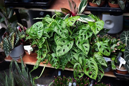 Gardenera Premium Swiss Cheese Plant Potting Mix - Monstera Deliciosa Blend for Optimal Nutrients and Drainage for Healthy Growth - 4 Quart