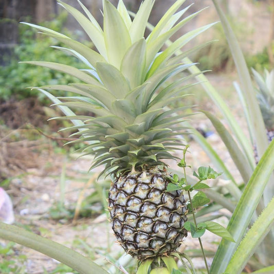 White Jade Pineapple Plant Live for Planting 5 to 8 Inch Tall, Sweet Pineapple Fruit Tree Live Plant, Pineapple Seedling