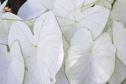UtopiaSeeds June Bride Caladium Bulb - Fancy Leaf Caladium - 1 Caladium Root