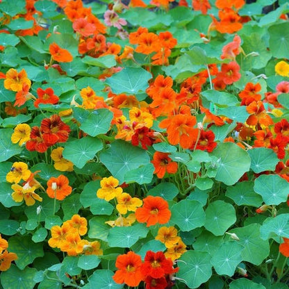 Dirt Goddess Super Seed~ Nasturtium, Tall Trailing Mix Seed~ Tropaeolum majus (10 Lbs)