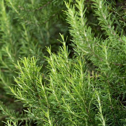 Rosemary Plant in 4 Inch Pot, Fragrant Plants for Indoor Outdoor Planting, Live Perennial Rosemary Plants