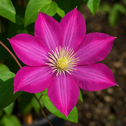 Perennial Farm Clematis 'Pink Champagne' Hybrid – Live Flowering Vine in 4 Quart Container, Large Rose-Pink Blooms with Contrasting Centers, Long Blooming, Ideal for Trellises, Arbors & Containers